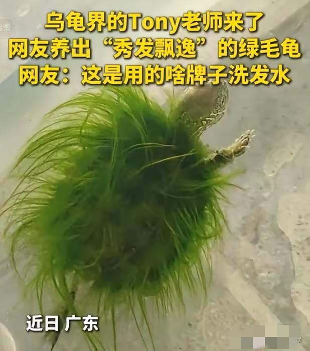 绿毛龟实锤了~一网友说自己总是说绿毛龟、绿毛龟的，但是从来没见过，这次算是见到绿