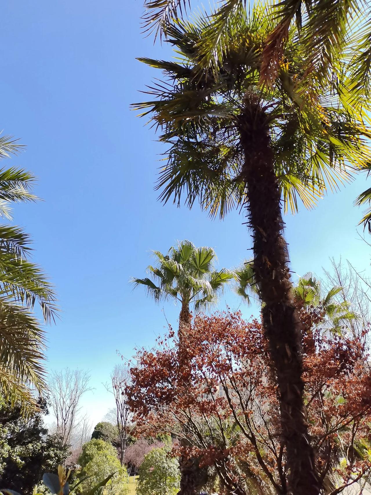 昆明春至，海鸥北回。
春城无处不飞花，西山晴空总相宜。
更喜滇池风浪急，金马踏来