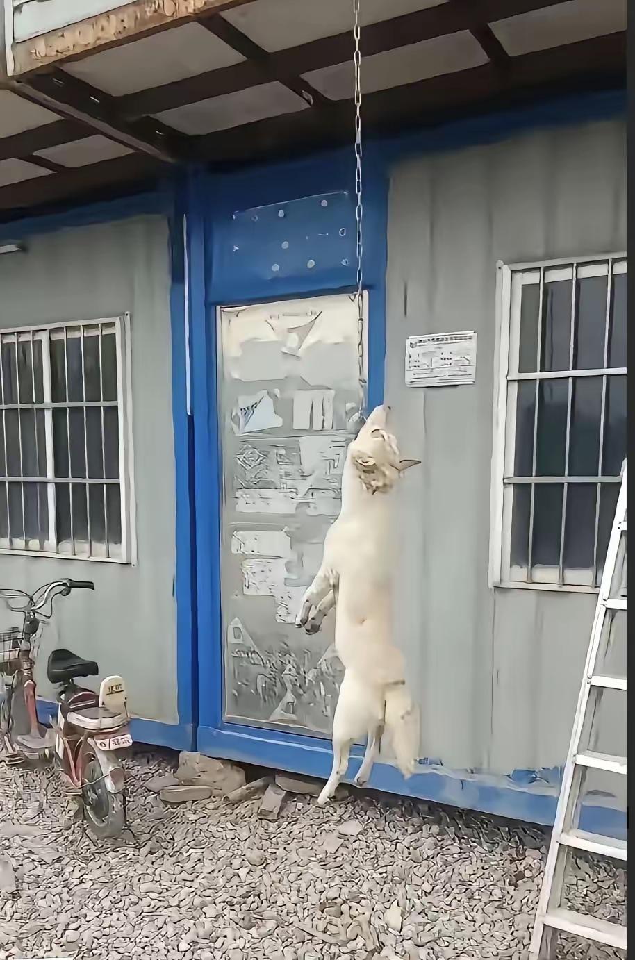 太不仁慈喽？
工地完工了，狗狗的使命也完成了，虽然尽职尽责，兢兢业业，确保了工地