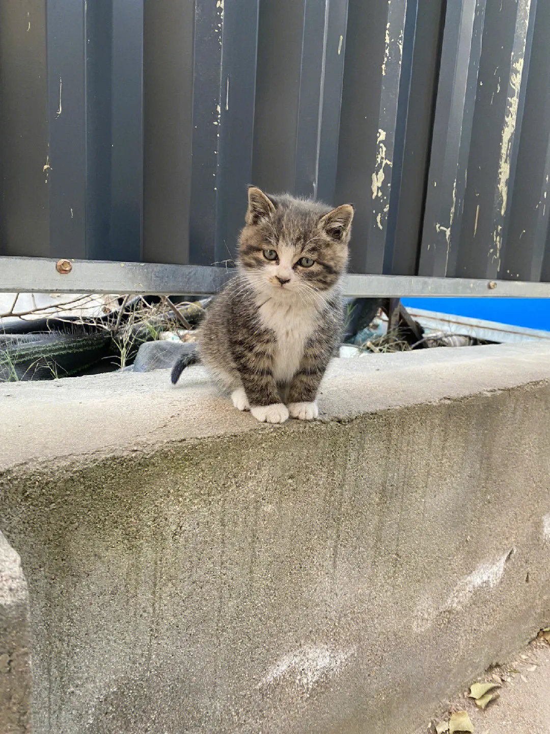 这流浪猫长得真的太好看了，已经被小姐姐收养了，祝它以后幸福！cr：Dobbie