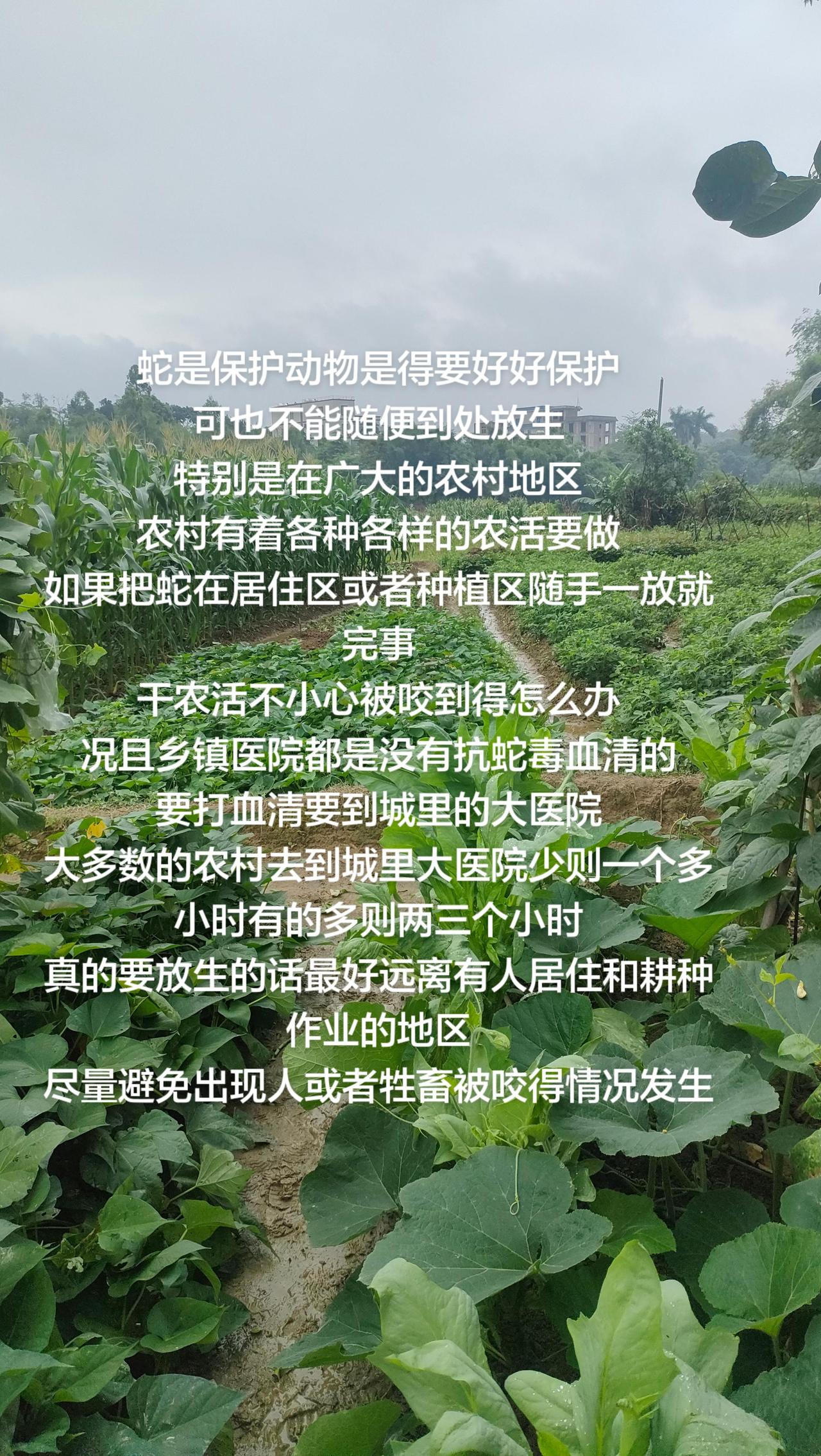 蛇是保护动物是得要好好保护
可也不能随便到处放生
特别是在广大的农村地区
农村有
