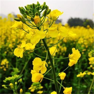 一片油菜花田，春意盎然。
分享几张黄色花品种，你喜欢黄色花的品种吗？