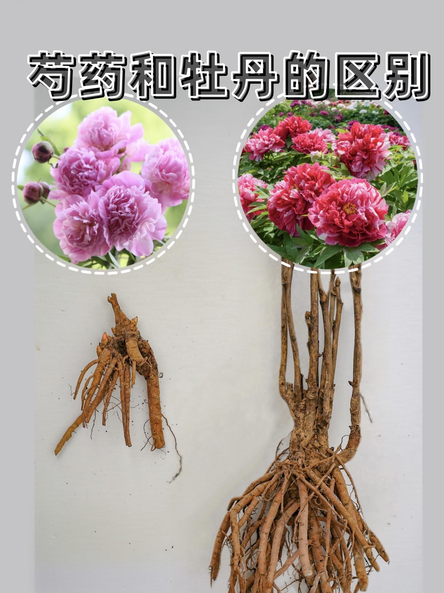 芍药和牡丹的区别。牡丹和芍药是孪生姐妹，花形相似，古时牡丹、芍药统称芍...