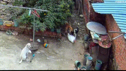 一只大白鹅欺负一只小狗，用坚硬的喙啄咬小狗，疼得小狗嗷嗷惨叫。
听见小狗的惨叫声