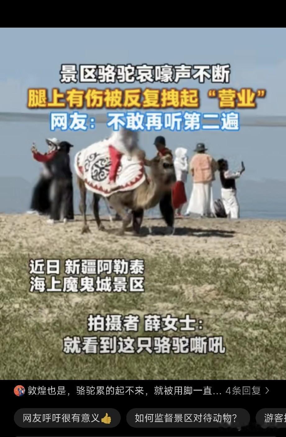 新疆阿勒泰，一女子正在游玩，突然听到骆驼哀嚎声。她循声望去，发现一头骆驼在搭载游