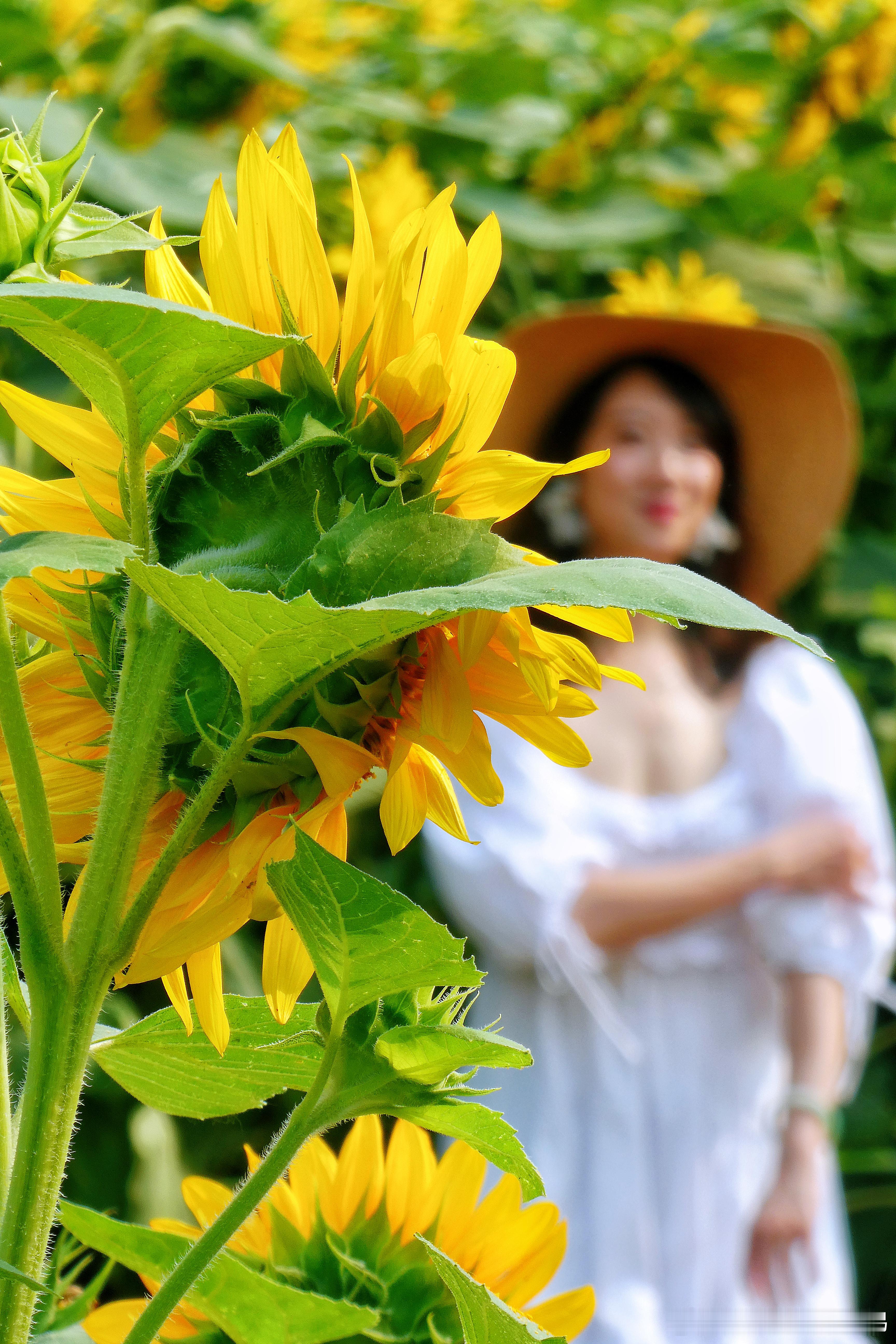 明年再见，北京奥森向日葵花海🌻🌻  摄影​​​