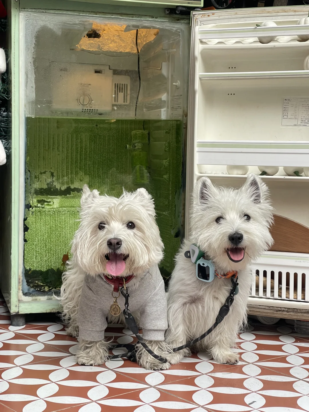 带小狗们来集美大社打卡咯