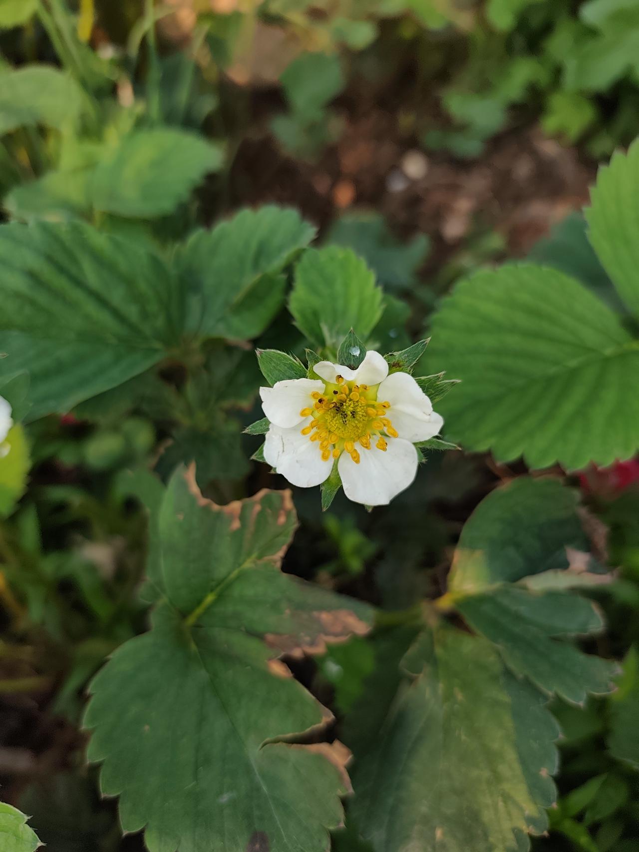 这可不是普通的小花。
我猜是同事吃完草莓随手撒到土里，长出的草莓嫩苗。希望有机会