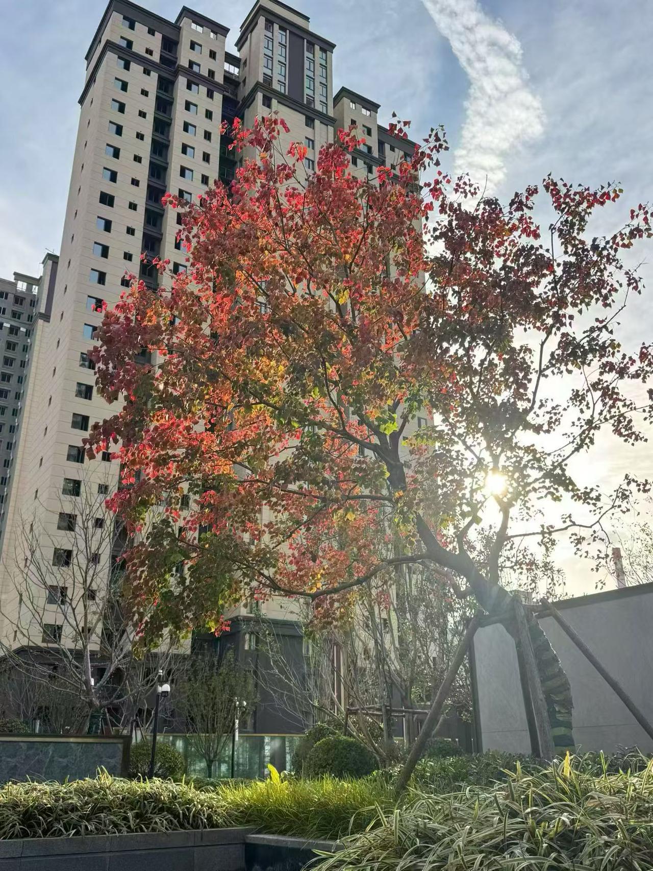 分享你随手拍下的照片乌桕树，美丽的很灿烂！