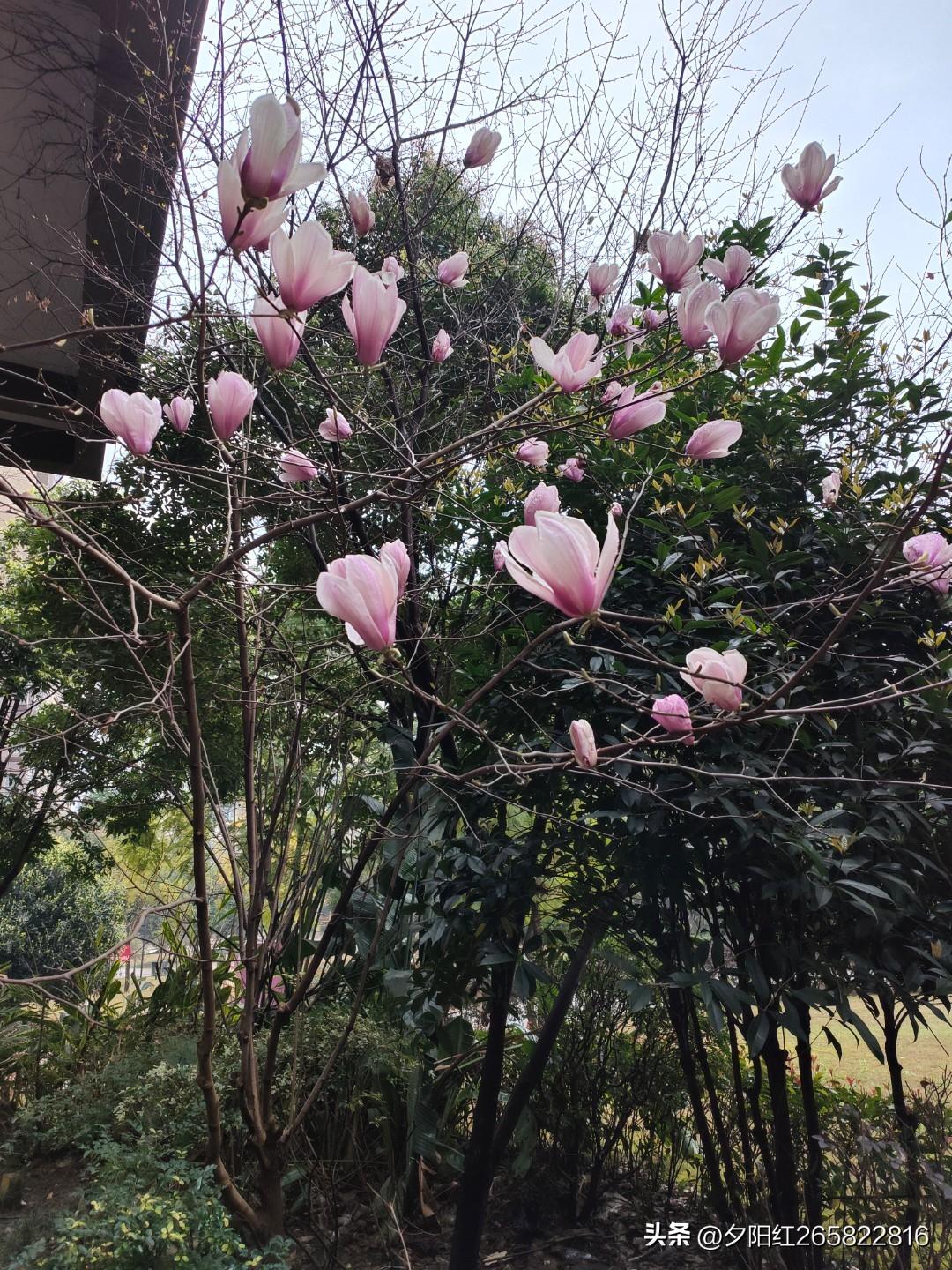 最近刷到好多好看的梅花图片，简直被美晕！像郊区野公园的梅园，惊蛰时分千株梅花竞相