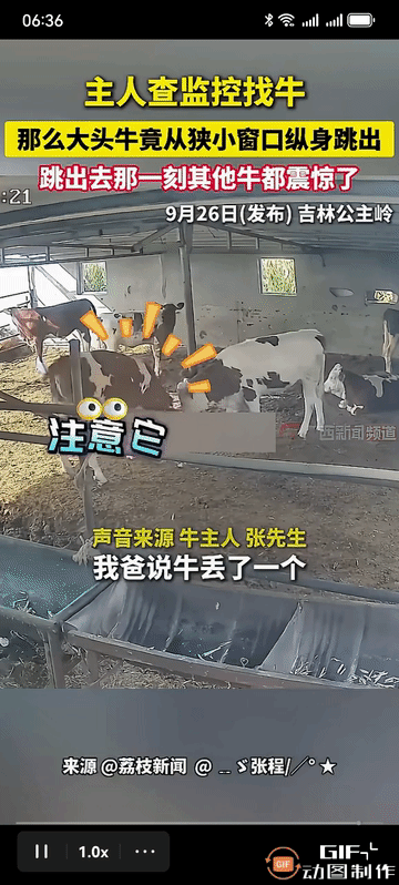 牛甲：我会跨栏。
牛乙牛丙：啊！窗户原来还可以这样子出去呀！
跳出是公路，过了公