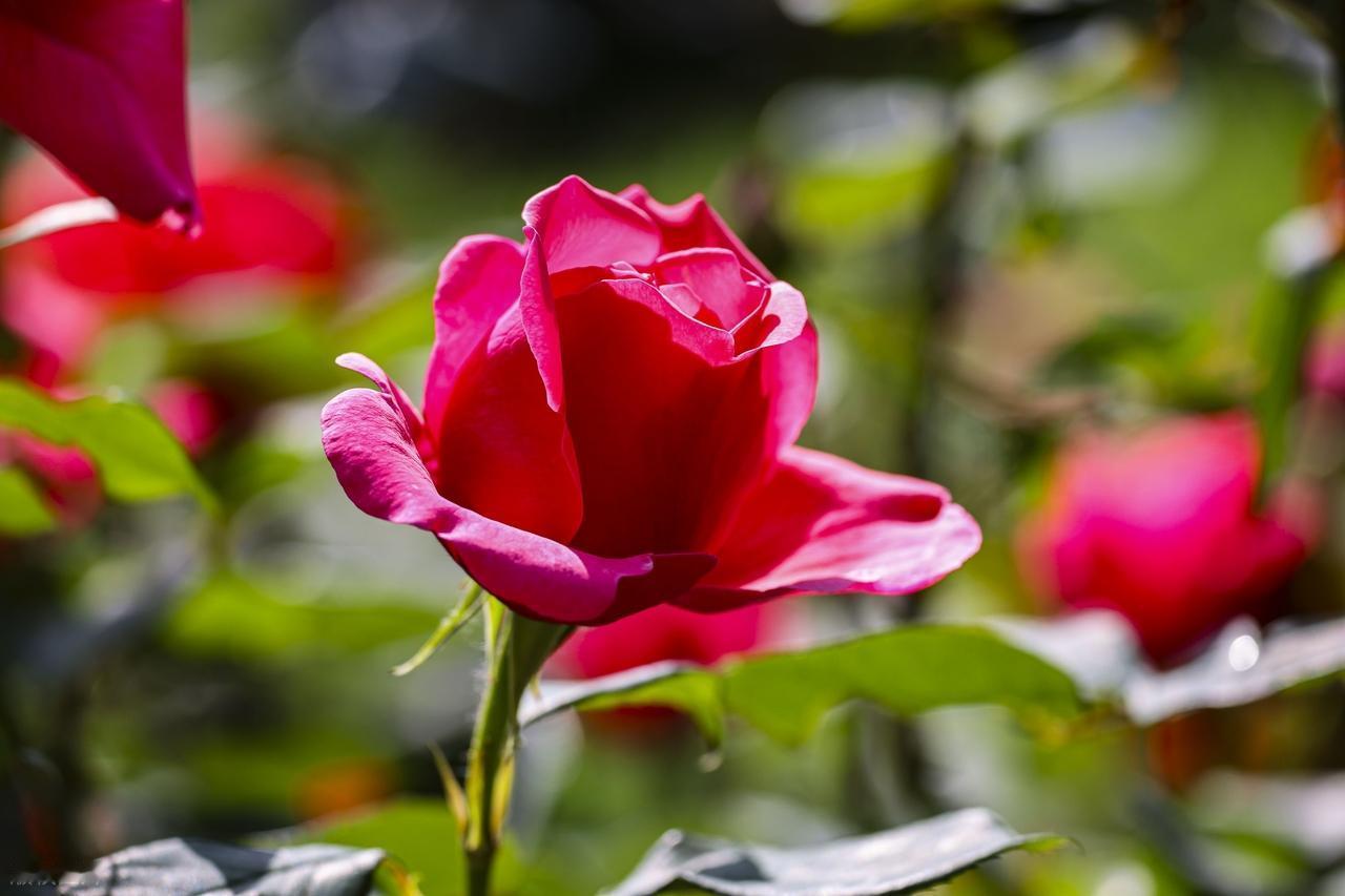 人生没有十全十美，如果你发现错了，就重新再来；没有机会重新来过的，就让它永远沉入