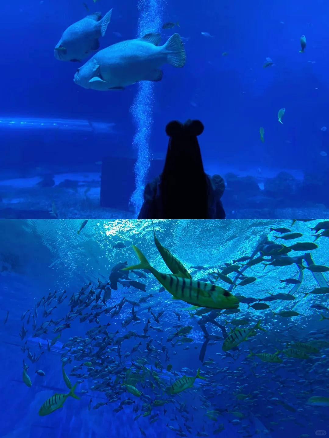 陵水旅游｜海南海洋欢乐世界度假区✨