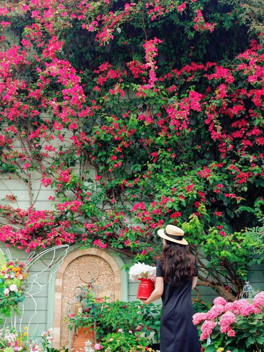 闯入莫奈花园🌸三圣乡花间醉太好拍