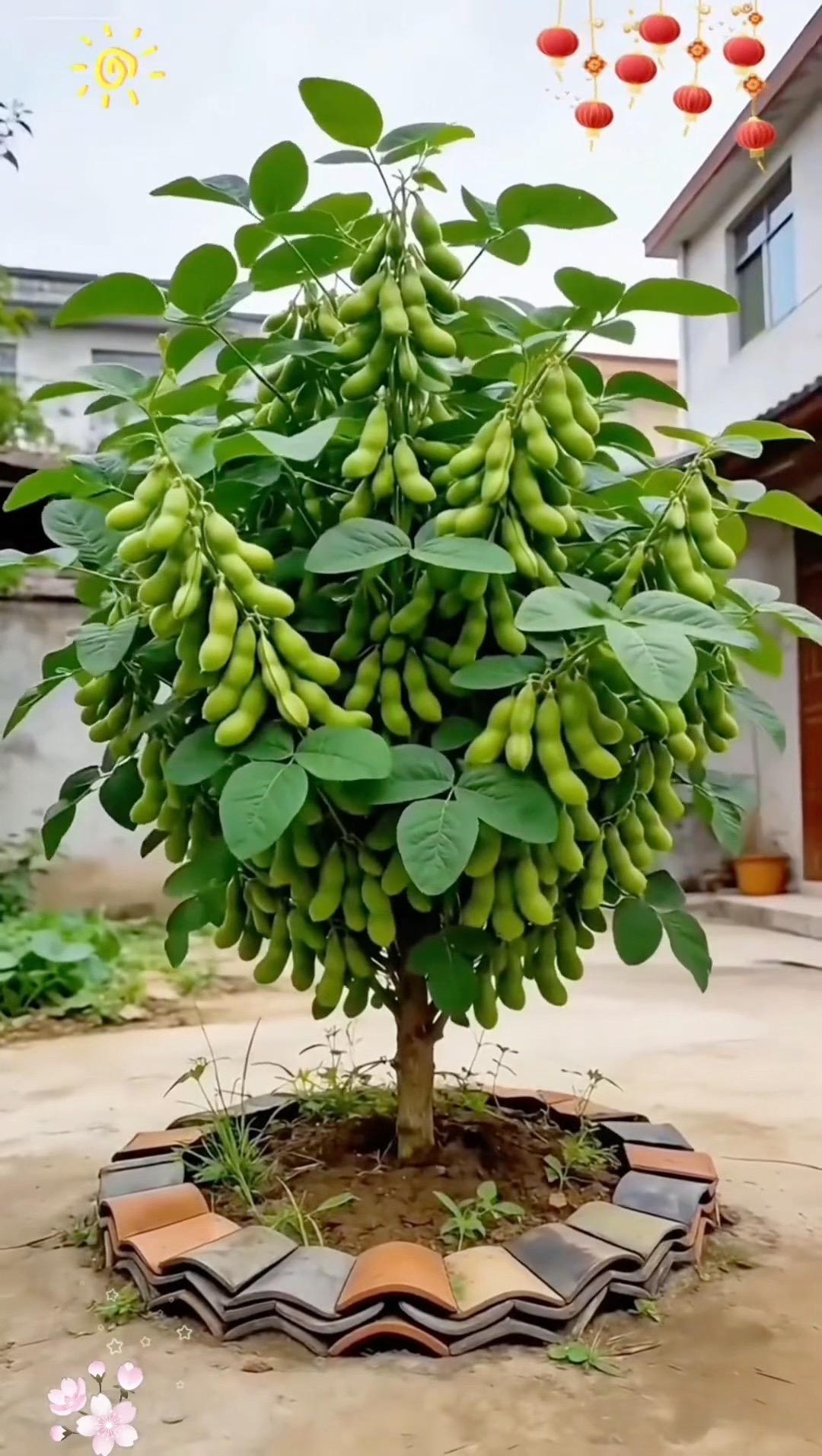 毛豆种子。毛豆种子上新！颗粒饱满发芽率高，春播夏收，口感鲜嫩，自家小院...