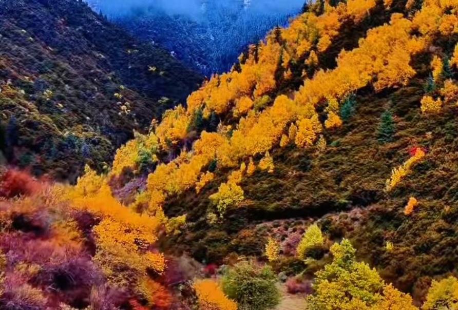 可以分享一张秋景树叶的的照片吗