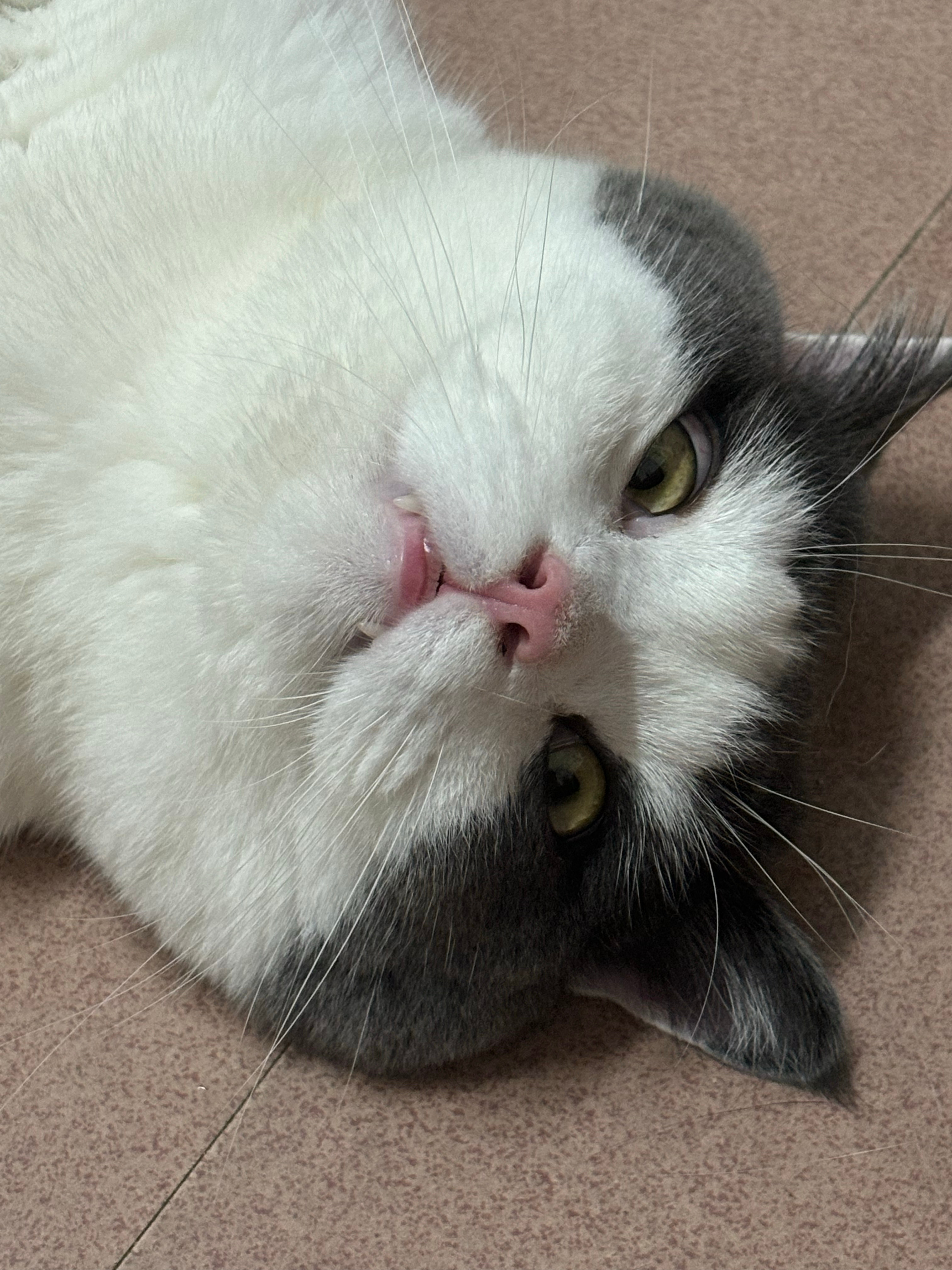 小猫脸上写满拒绝小猫脸上写满累了 