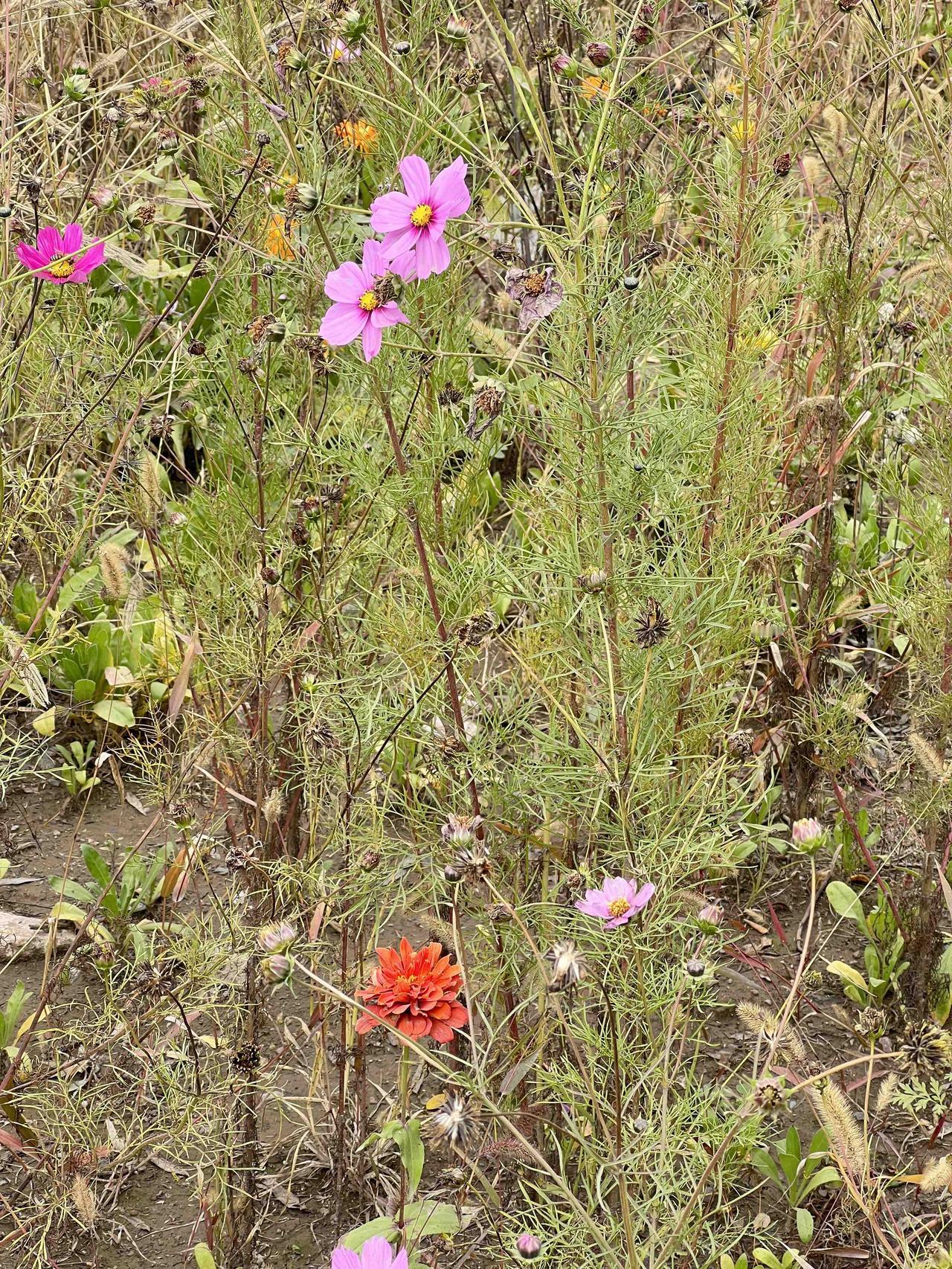 渣男为什么总能遇到好姑娘? 这世上原本并无“渣男”这一说法，自网络时代来临，不少