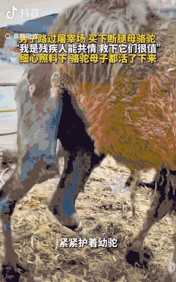 鄂尔多斯，一男子看到一断了腿的母骆驼将要被宰杀，旁边还站着小骆驼，母骆驼虽然身体