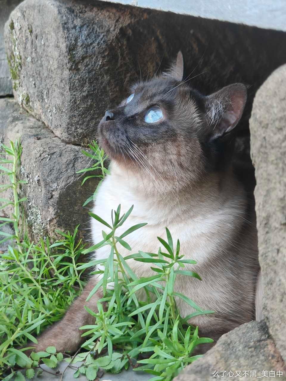 4411只黑脸有小糊猫的夏天一定很凉快 ​​​