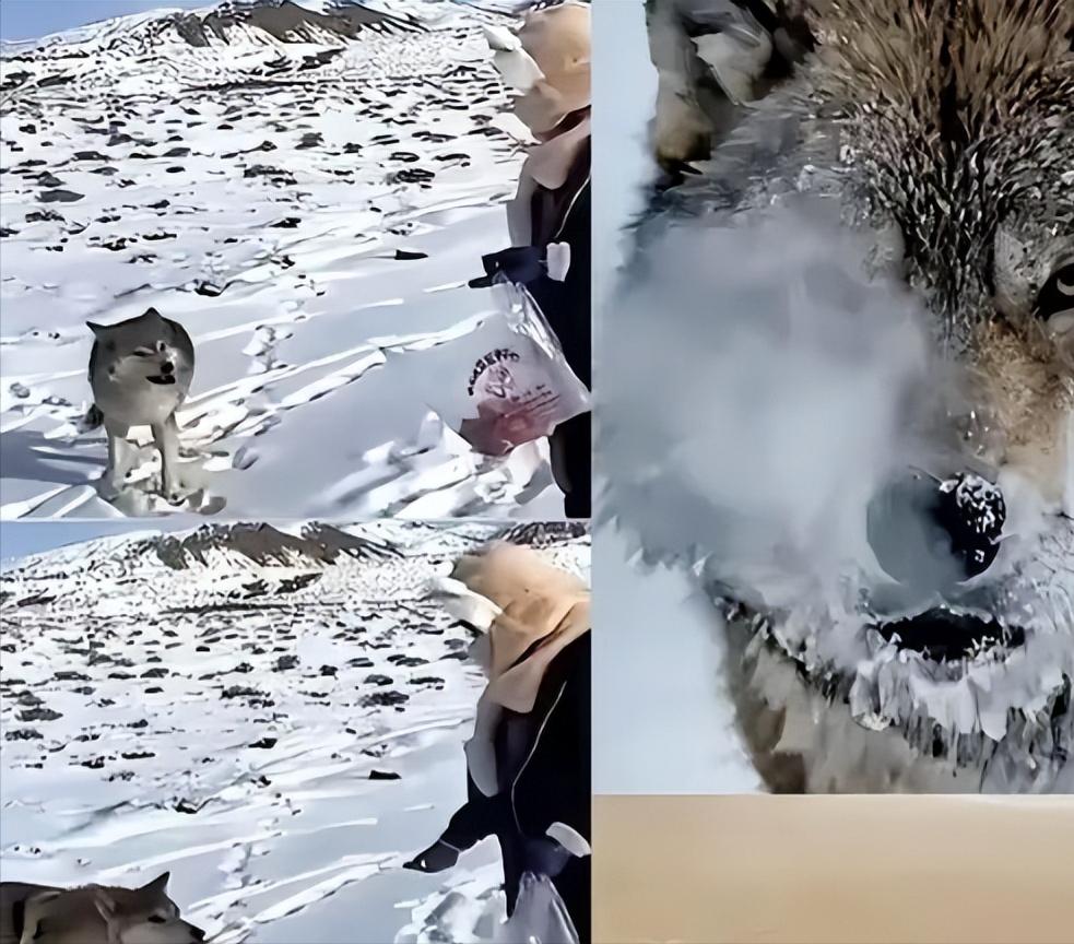 新疆奇台有个牧民，当年放生一只小狼时随口唠叨了一句：“以后老了混不下去就回来，我