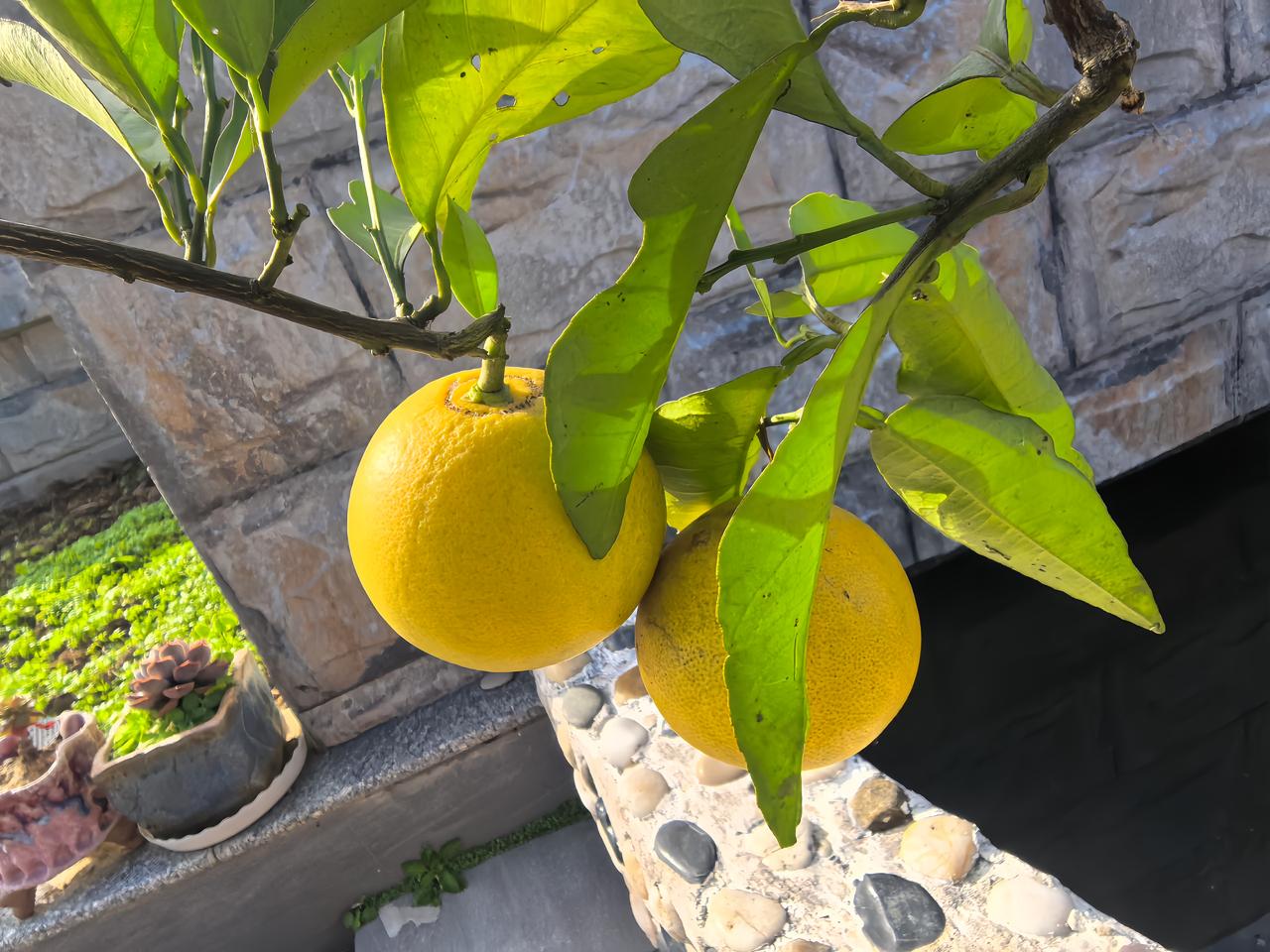 冬日生活打卡季金果