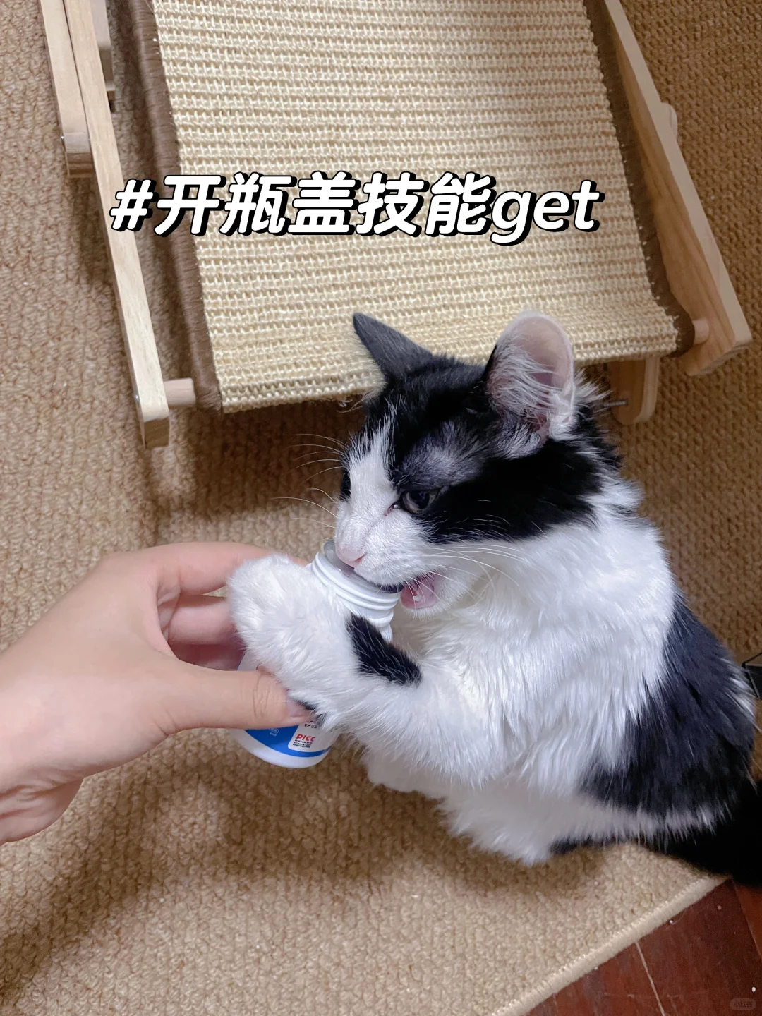 我家的小勇敢再也不怕搬家了！