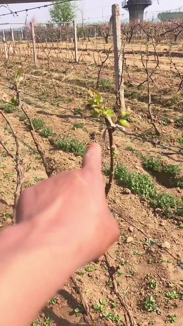 🍇葡萄树浇水和不浇水各有优劣。不浇水的话，地温高，发芽靠树体自身养分，发芽长但