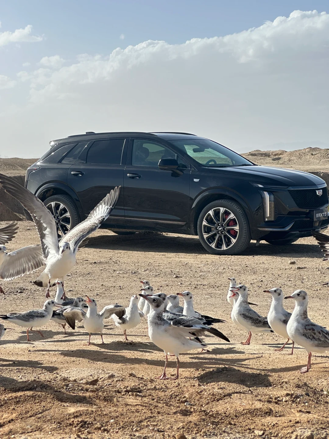 xt5自驾大西北-小柴旦湖的美海鸥占了一半