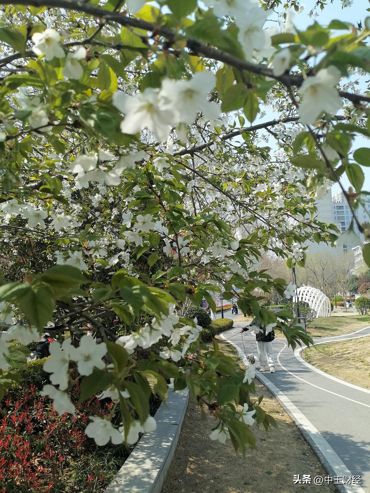记录我的2026 今天在郑州街头邂逅了东京樱花，和常见的大个头粉樱花不太一样，这