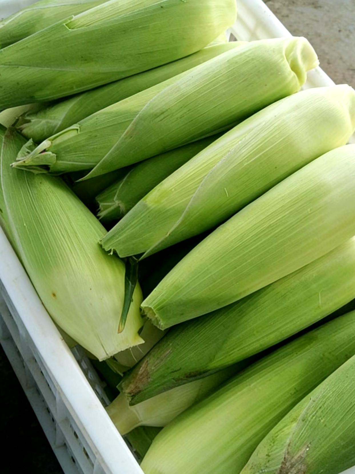 🔥带皮煮玉米到底是不是“智商税”？

最近刷到好多人吵：有人说带皮煮才是玉米的