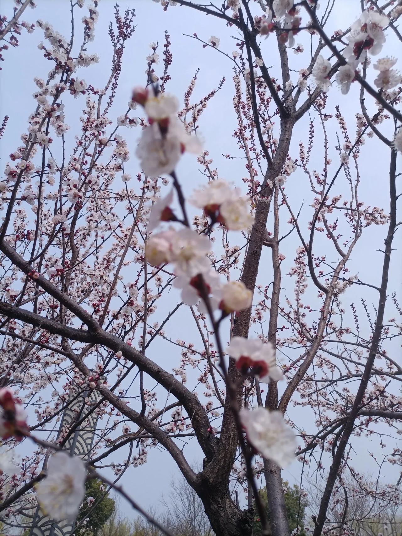 春日生活打卡季小楼一夜听春雨，深巷明朝卖杏花。