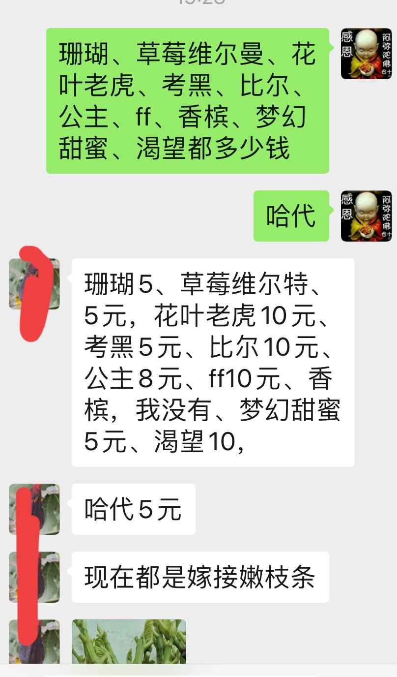 想买无花果枝条没钱，只能用手头的巨无霸、绿早、布索、彩虹、长柄黄、巴劳奈等品种互