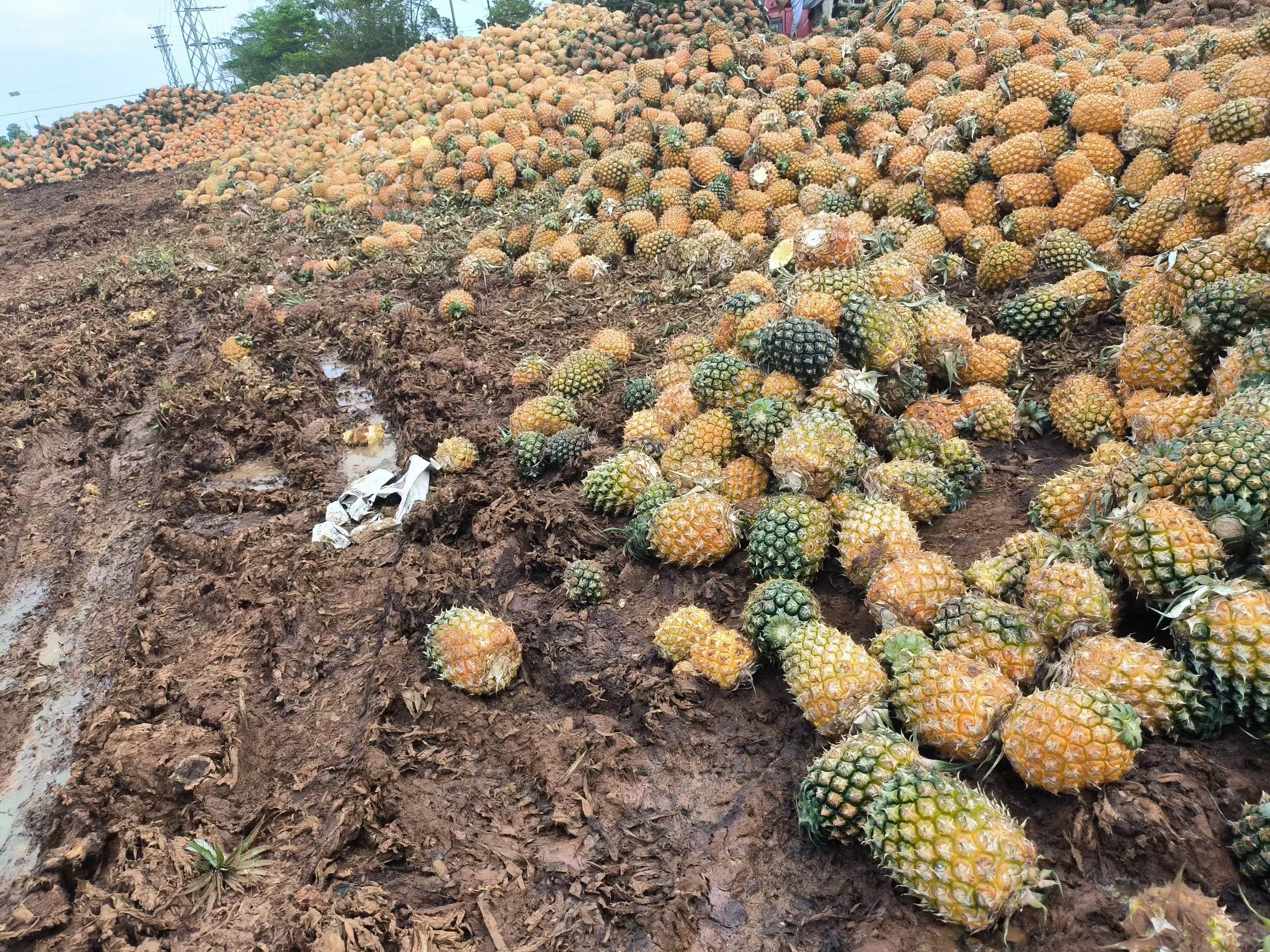 全国3个菠萝就有1个来自湛江徐闻      湛江“菠萝的海”🍍品种都这么多了～
