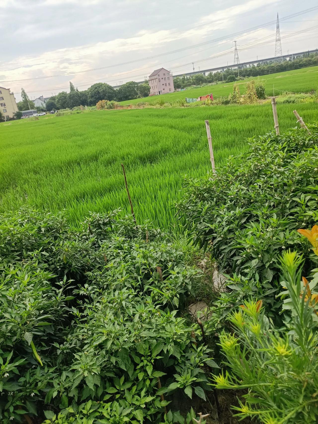 #记录我的8月生活#八月你好