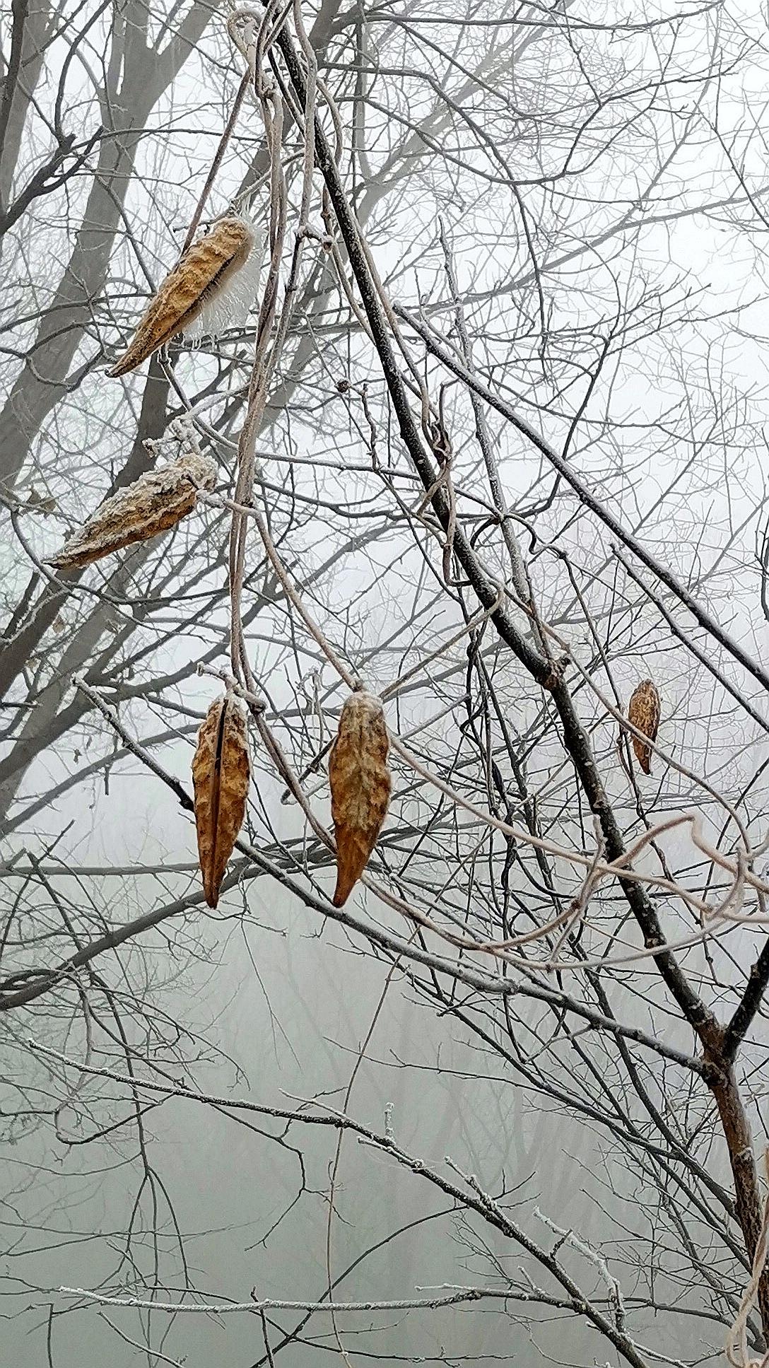 晚秋
花几片，叶几片，
天低云深雨声乱，
夜黑乌鹊啭。
风儿旋，水儿澜，
晚秋霜