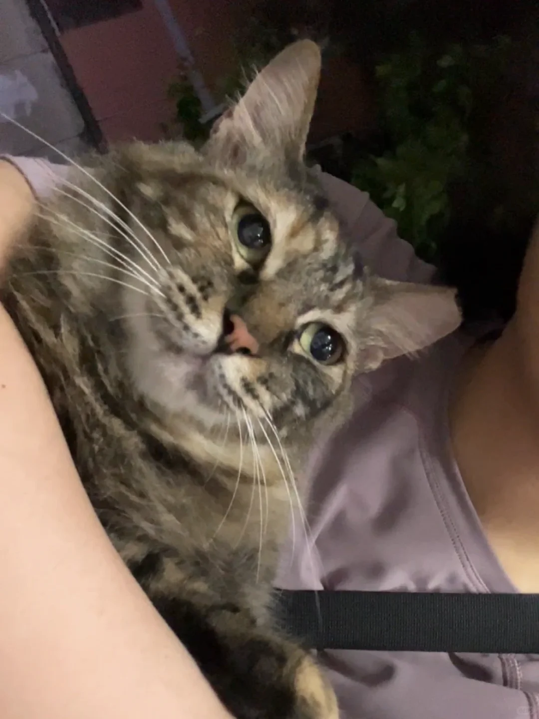 真的出猫轨了