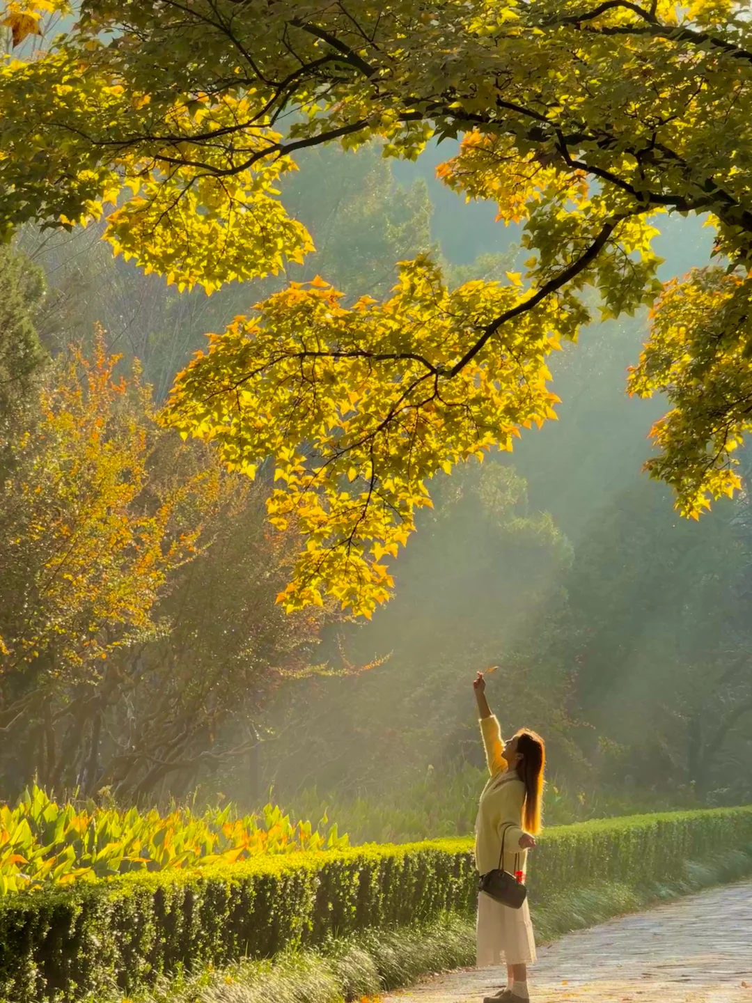 11.10实况live🍂石象路的丁达尔效应🌈