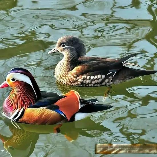 他老俩
吟诗酌句享美餐，
侍花弄草笑声甜，
夫倡妇随逛山水，
你说神仙不神仙？