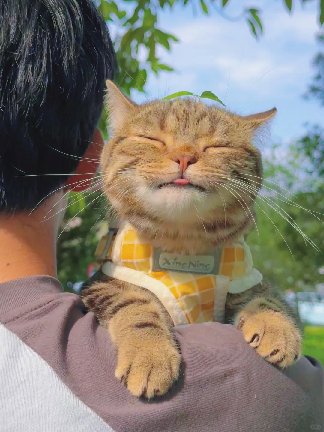 春天的小猫咪开始局部发芽了！！