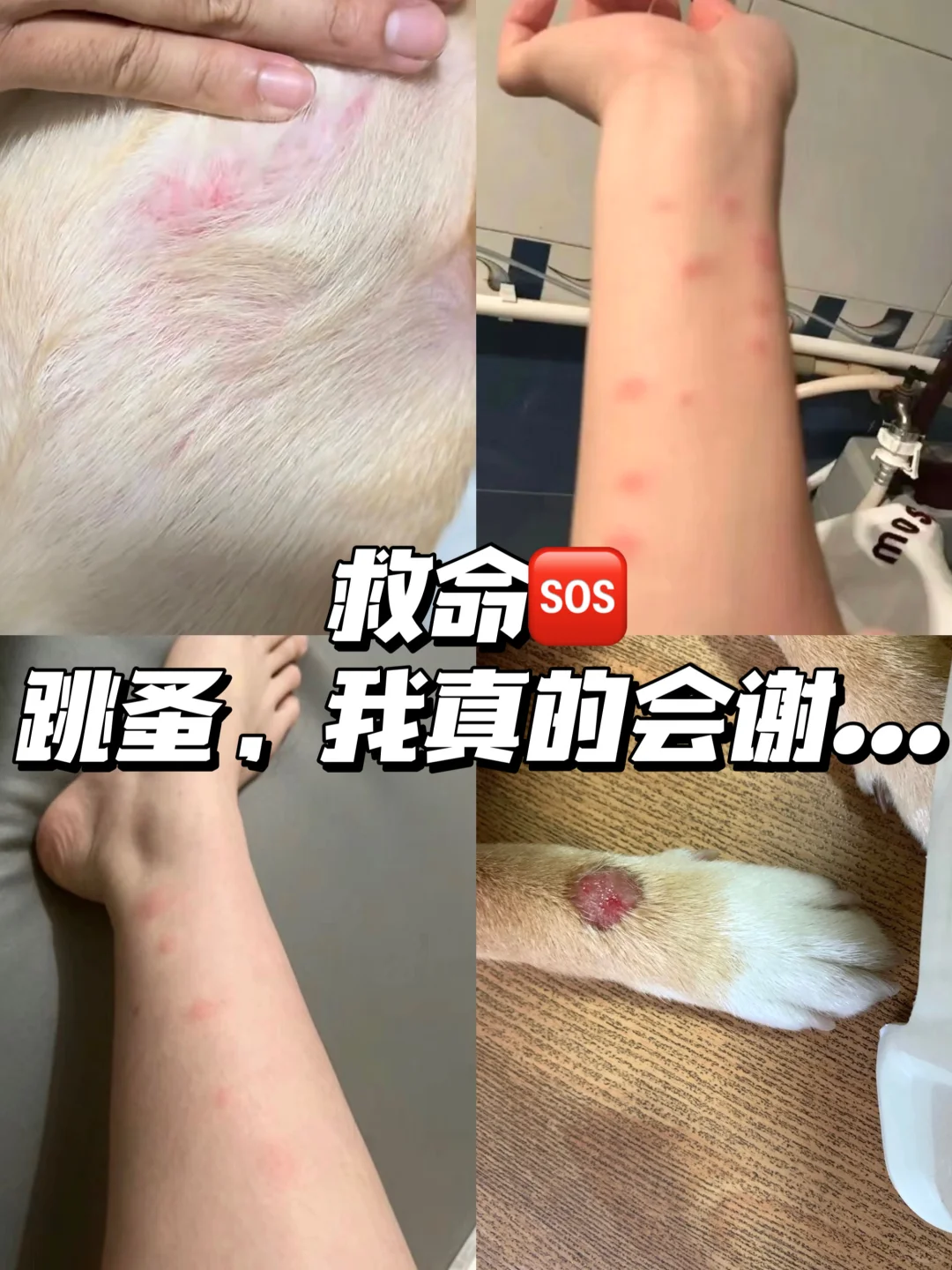 救命，这个被夸爆的驱虫直接封神好嘛！！🥳🥳