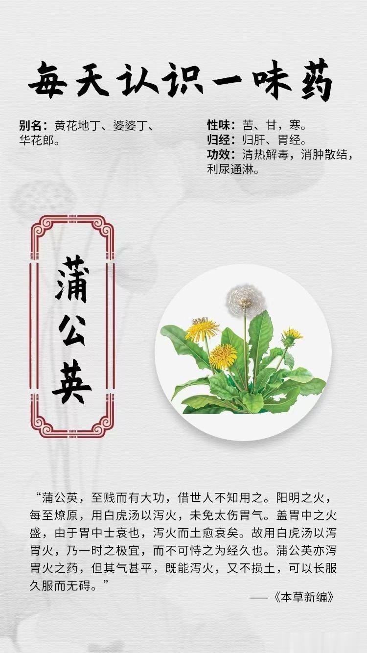 #国医的精诚力量##每天一味中草药##论道岐黄# ☘️【每天认识一味药】[玫瑰]
