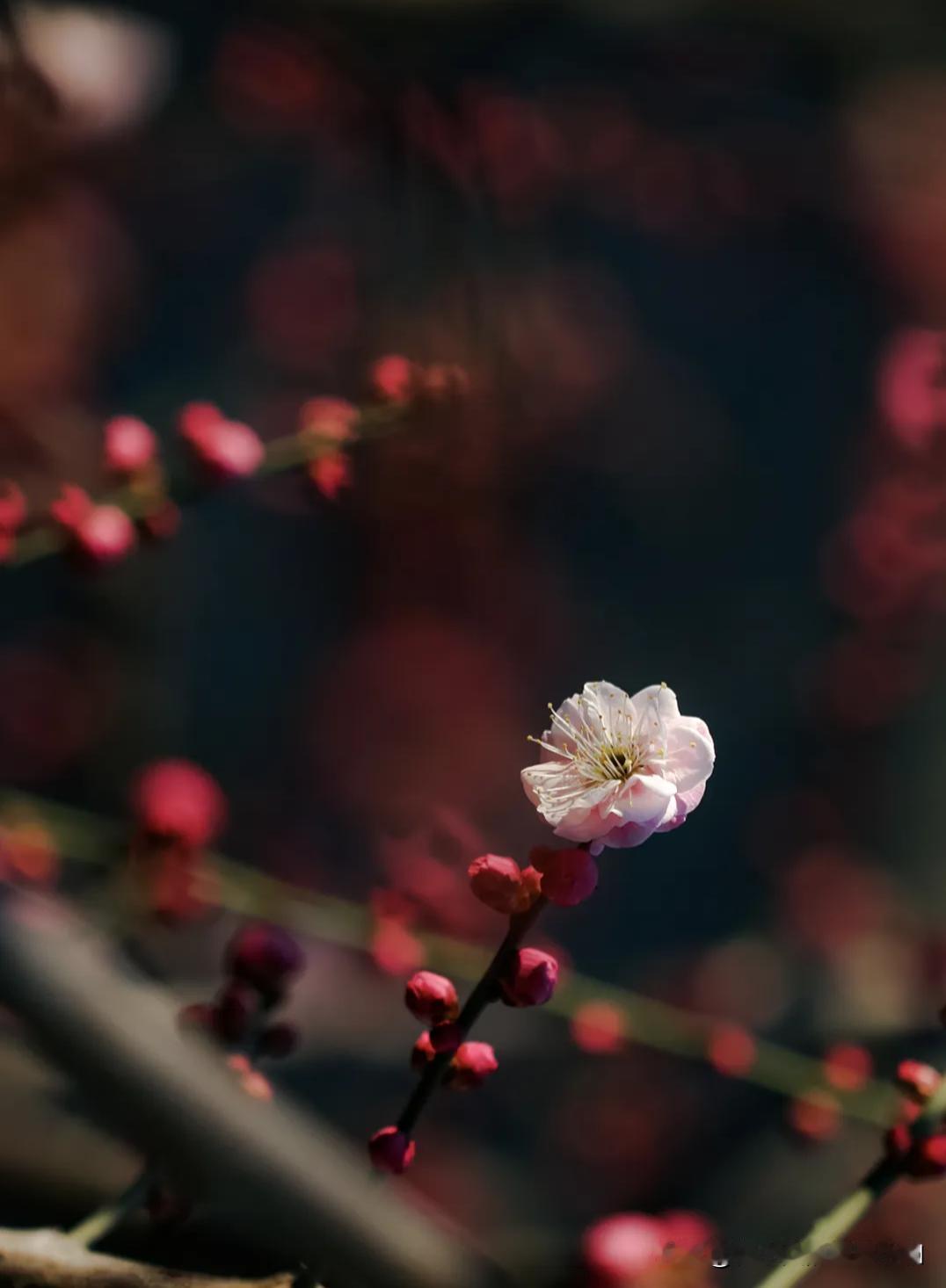 分享一下你随手拍下的照片