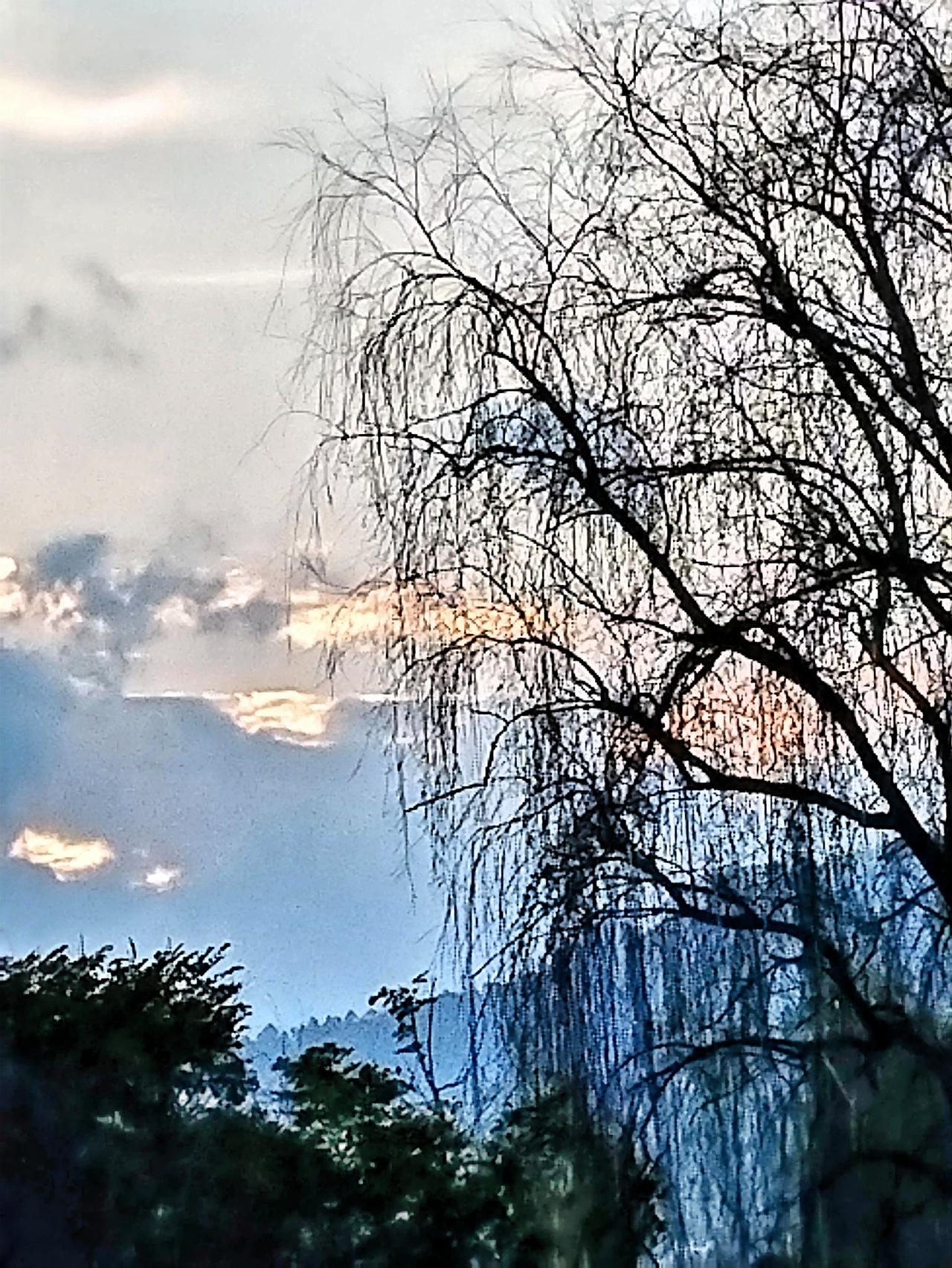 黄昏之际，静谧的柳树与远山相互映衬，宁静又美好。微风轻拂，柳枝悠悠摇曳，宛如与这