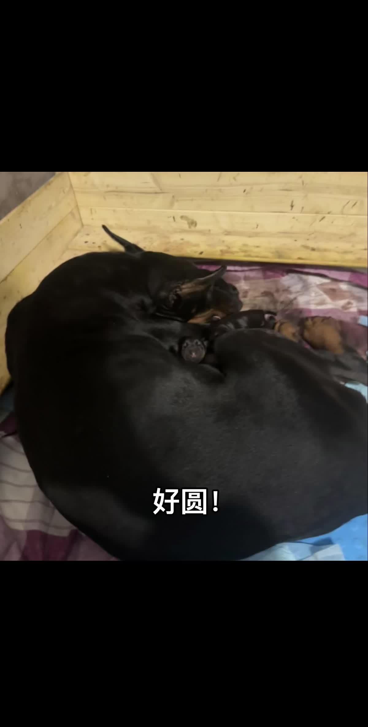 太可爱了谁懂！