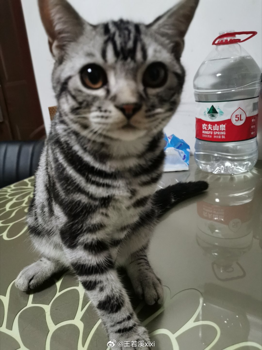 Hi(^_^)ノ青毛，其实你不叫青毛，你叫布丁🍮妈妈一开始要给你取名六一的，因
