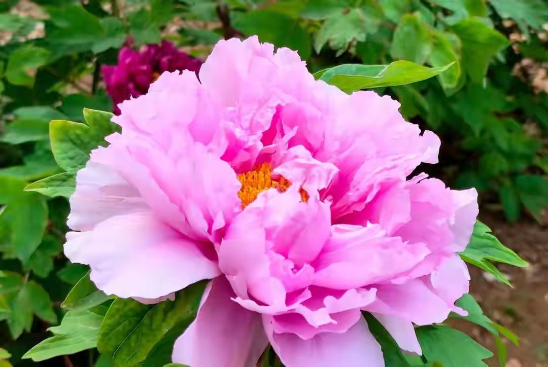 庄里的牡丹已经盛开。花开富贵，国色天香！长安公园有赏。