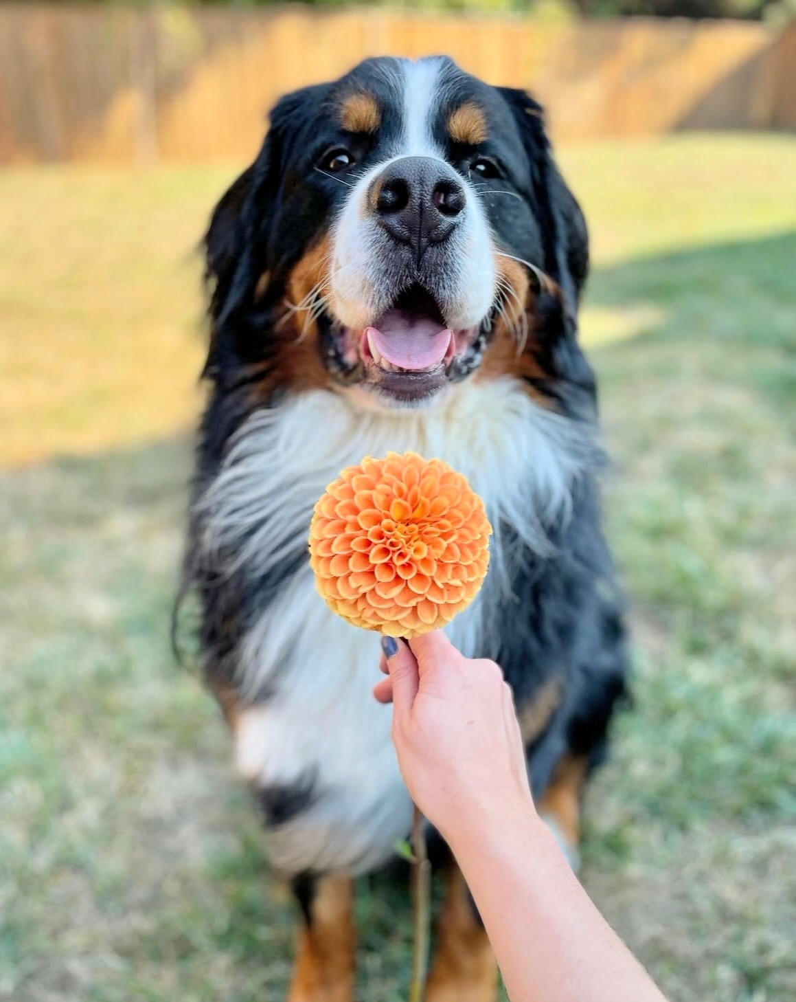 伯恩山 早~是秋日里的小伯~~【ins：roosevelt.and.eleano