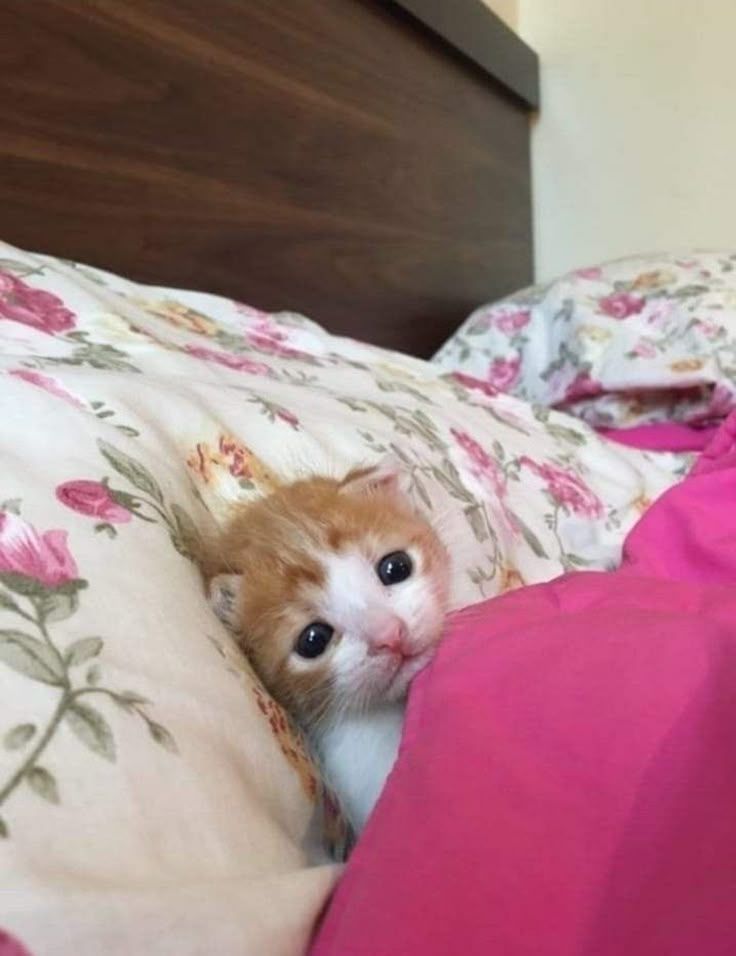 歇了 ​​​