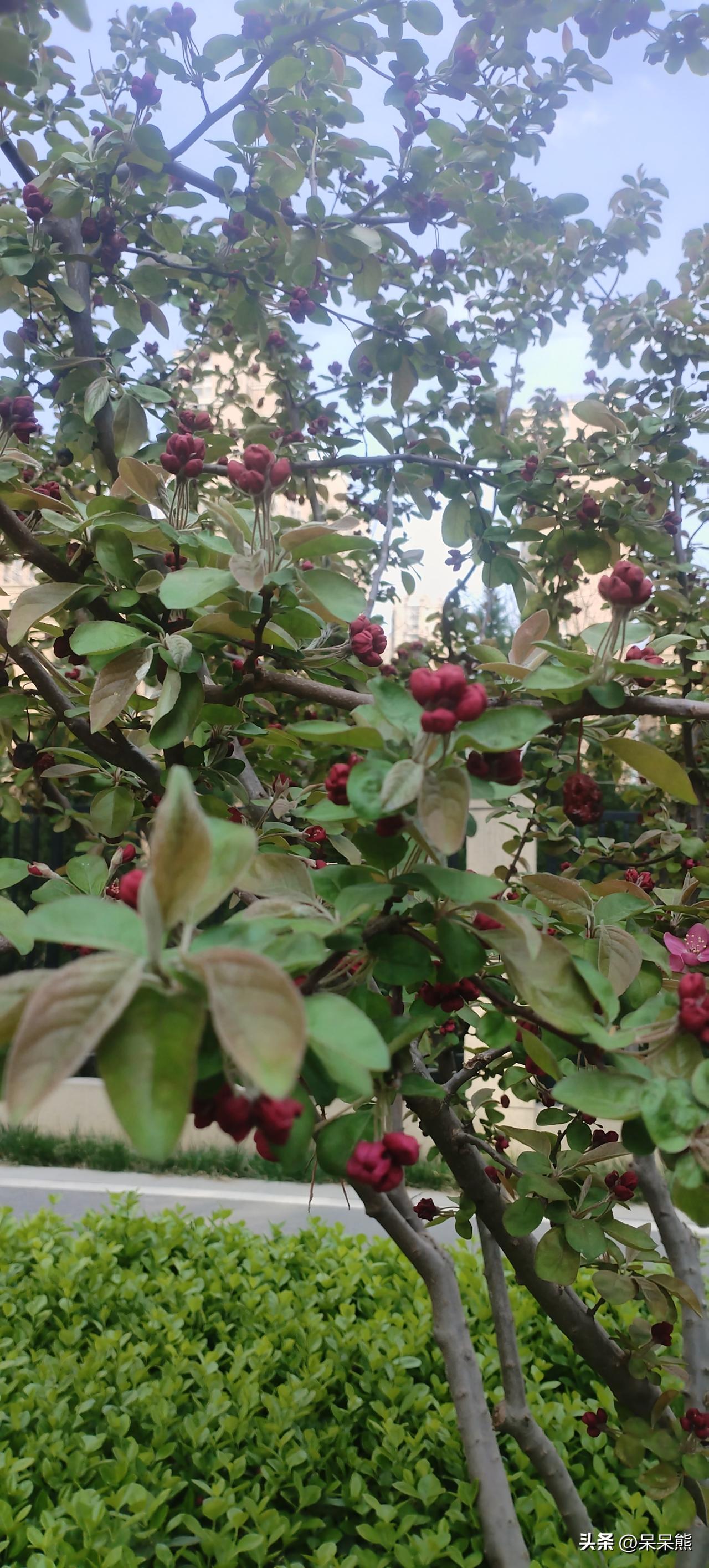春天真好，花都开了。

走在小区里，一眼就瞅见这棵树，满枝的红花苞鼓得圆圆的，像
